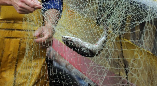 ¿Es realmente el fraccionamiento pesquero de la merluza común el problema?